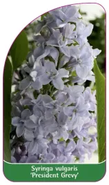 etykieta-szkolkarska-syringa-vulgaris-president-grevy