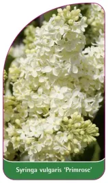 etykieta-szkolkarska-syringa-vulgaris-primrose