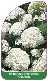 etykieta-szkolkarska-hydrangea-arborescens-annabelle-a