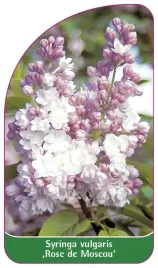 etykieta-szkolkarska-syringa-vulgaris-rose-de-moscou