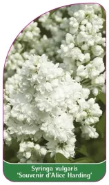 etykieta-szkolkarska-syringa-vulgaris-souvenir-d-alice-harding