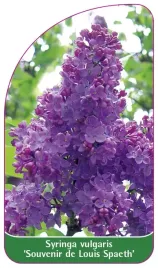 etykieta-szkolkarska-syringa-vulgaris-souvenir-de-louis-spaeth