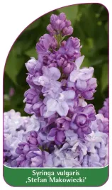 etykieta-szkolkarska-syringa-vulgaris-stefan-makowiecki
