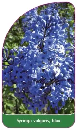 etykieta-szkolkarska-syringa-vulgaris-blau-a
