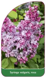 etykieta-szkolkarska-syringa-vulgaris-rosa