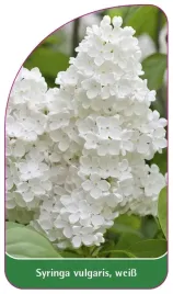 etykieta-szkolkarska-syringa-vulgaris-weiss-b