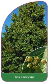etykieta-szkolkarska-tilia-americana-b