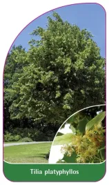 etykieta-szkolkarska-tilia-platyphyllos