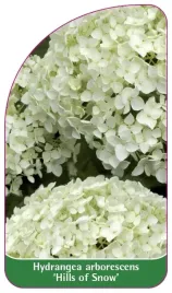 etykieta-szkolkarska-hydrangea-arborescens-hills-of-snow