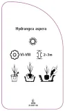 etykieta-szkolkarska-hydrangea-aspera-stan-nowy