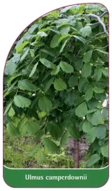 etykieta-szkolkarska-ulmus-camperdownii-a