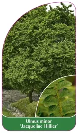 etykieta-szkolkarska-ulmus-minor-jacqueline-hillier