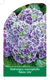 etykieta-szkolkarska-hydrangea-macrophylla-adula-lila