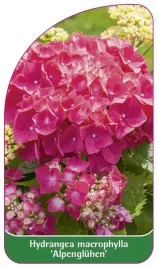 etykieta-szkolkarska-hydrangea-macrophylla-alpengluhen
