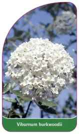 etykieta-szkolkarska-viburnum-burkwoodii