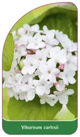 etykieta-szkolkarska-viburnum-carlesii