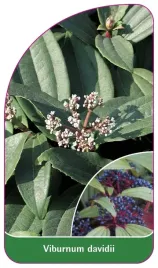 etykieta-szkolkarska-viburnum-davidii