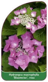 etykieta-szkolkarska-hydrangea-macrophylla-blaumeise-rosa