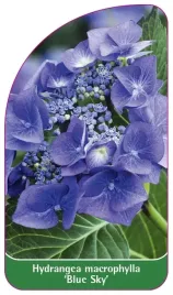 etykieta-szkolkarska-hydrangea-macrophylla-blue-sky