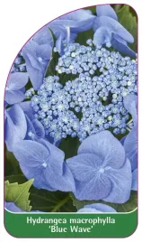 etykieta-szkolkarska-hydrangea-macrophylla-blue-wave