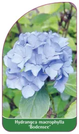 etykieta-szkolkarska-hydrangea-macrophylla-bodensee