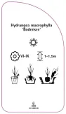 etykieta-szkolkarska-hydrangea-macrophylla-bodensee-stan-nowy