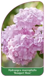 etykieta-szkolkarska-hydrangea-macrophylla-bouquet-rose