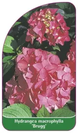 etykieta-szkolkarska-hydrangea-macrophylla-brugg