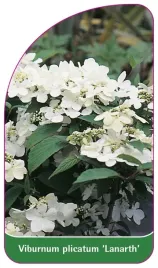 etykieta-szkolkarska-viburnum-plicatum-lanarth