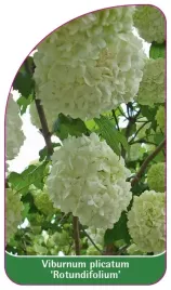 etykieta-szkolkarska-viburnum-plicatum-rotundifolium