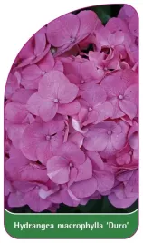 etykieta-szkolkarska-hydrangea-macrophylla-duro