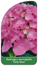 etykieta-szkolkarska-hydrangea-macrophylla-early-rosa