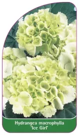 etykieta-szkolkarska-hydrangea-macrophylla-ice-girl