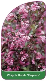 etykieta-szkolkarska-weigela-florida-purpurea