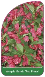 etykieta-szkolkarska-weigela-florida-red-prince-a