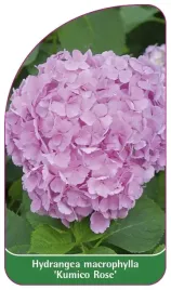 etykieta-szkolkarska-hydrangea-macrophylla-kumico-rose