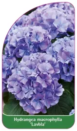 etykieta-szkolkarska-hydrangea-macrophylla-lavbla-a