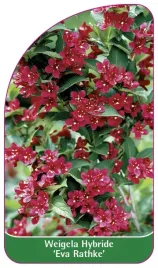 etykieta-szkolkarska-weigela-hybride-eva-rathke