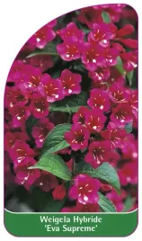 etykieta-szkolkarska-weigela-hybride-eva-supreme