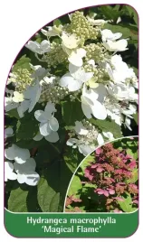 etykieta-szkolkarska-hydrangea-macrophylla-magical-flame