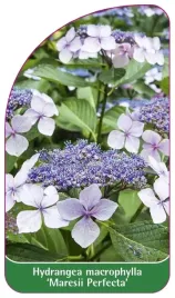 etykieta-szkolkarska-hydrangea-macrophylla-maresii-perfecta
