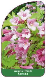 etykieta-szkolkarska-weigela-hybride-splendid