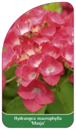 etykieta-szkolkarska-hydrangea-macrophylla-masja
