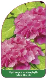 etykieta-szkolkarska-hydrangea-macrophylla-mini-hornli