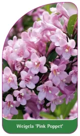 etykieta-szkolkarska-weigela-pink-poppet