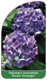 etykieta-szkolkarska-hydrangea-macrophylla-renate-steininger