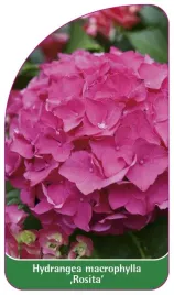 etykieta-szkolkarska-hydrangea-macrophylla-rosita