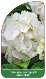 etykieta-szkolkarska-hydrangea-macrophylla-schneeball