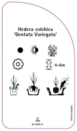etykieta-szkolkarska-hedera-colchica-dentata-variegata