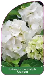 etykieta-szkolkarska-hydrangea-macrophylla-snowball
